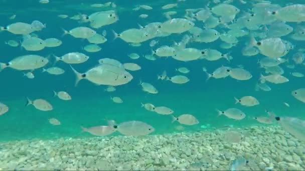 Σμήνος Του Ψαριού Και Τσιπούρες Ψάρια Υπό Την Θάλασσα Νερό — Αρχείο Βίντεο