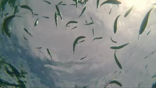 Bandada Dorados Peces Dorados Bajo Las Bengalas Del Sol Del — Vídeo de stock