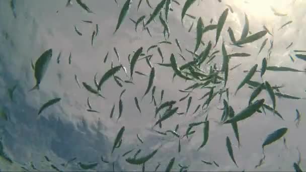 Зграя Риби Позолоченою Головою Під Морською Водою Спалахи Сонця — стокове відео