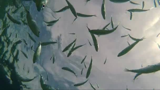 Bandada Dorados Peces Dorados Bajo Las Bengalas Del Sol Del — Vídeos de Stock