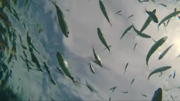 Flock Gilt Head Bream Fish Sea Water Sun Flares — Stock Video