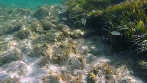 Sea Bottom Few Fishes Swimming Arround — Stock Video