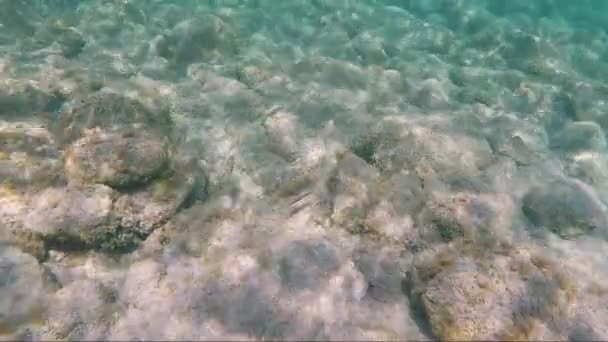 Zeebodem Met Enkele Vissen Zwemmen Arround — Stockvideo