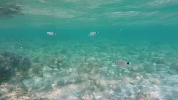 Arround を泳いでいくつかの魚と海の底 — ストック動画