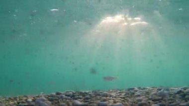 Su altında dalga balık yüzme tarafından deniz kaya