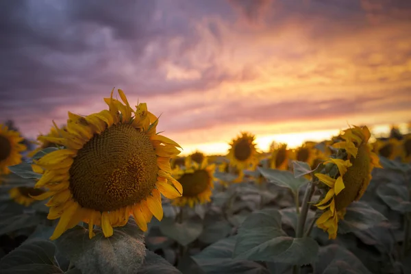 Girassol Campo Pôr Sol Campo Céu Dramático — Fotografia de Stock