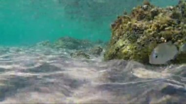 Deniz otu ve kum altında su balıklar tarafından yüzme dalgalarda