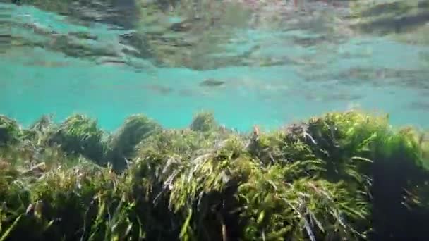 Морские Водоросли Водой Дайвинг Чистой Воды — стоковое видео