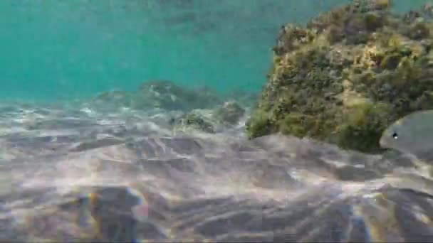 Sea Weed Sand Waves Water Fishes Swimming — Stock Video