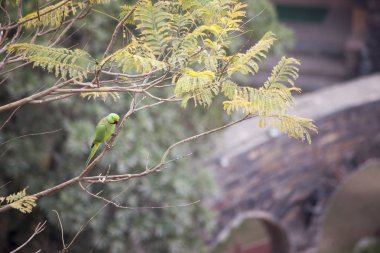 ağaç Hindistan üzerinde duran yeşil papağan