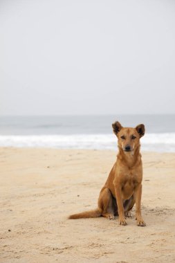 köpek sahilde goa Hindistan portre