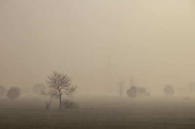 sis sabah ağaç siluet Hindistan alan