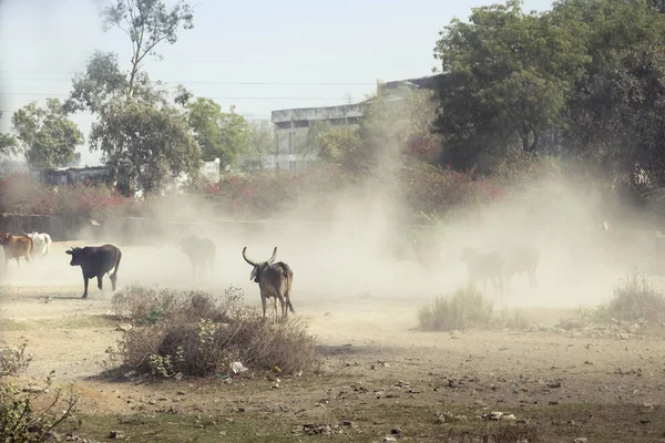 india cows in dust running away