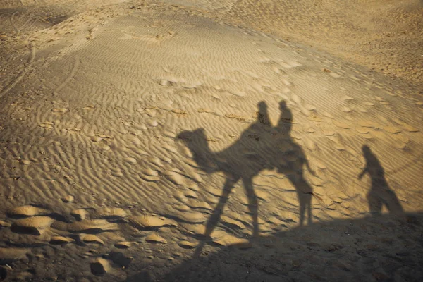 骆驼阴影在沙子金黄颜色印度 — 图库照片