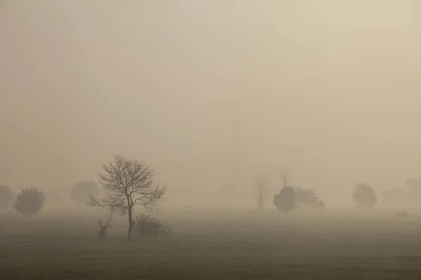 Nebel Morgen Baum Silhouette Indien Feld — Stockfoto