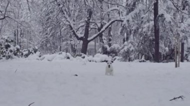 jack russell terrier köpek kar köpek mutlu oynarken neşeli 