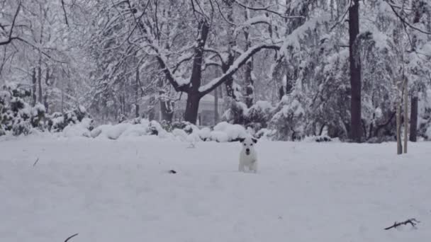 Jack Russell Terrier Perro Jugando Nieve Cachorro Feliz Alegre — Vídeo de stock