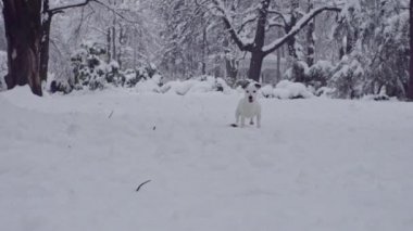 jack russell terrier köpek kar köpek mutlu oynarken neşeli 
