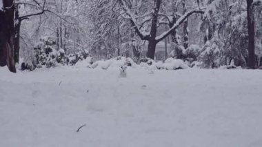 jack russell terrier köpek kar köpek mutlu oynarken neşeli 