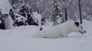 jack russell terrier köpek kar köpek mutlu oynarken neşeli 