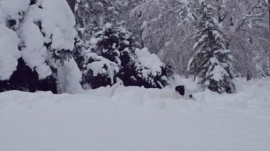 jack russell terrier köpek kar köpek mutlu oynarken neşeli 