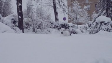 jack russell terrier köpek kar köpek mutlu oynarken neşeli 