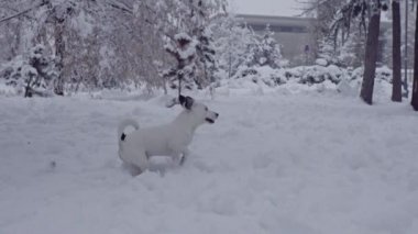 jack russell terrier köpek kar köpek mutlu oynarken neşeli 