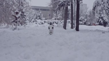 jack russell terrier köpek kar köpek mutlu oynarken neşeli 