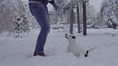 Jack ile oynuyor adam russell terrier köpek kar köpek yavrusu mutlu neşeli 