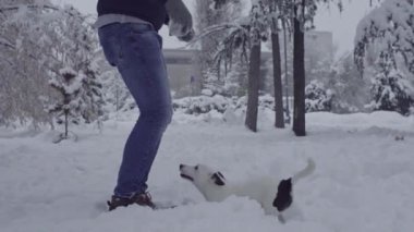 Jack ile oynuyor adam russell terrier köpek kar köpek yavrusu mutlu neşeli 