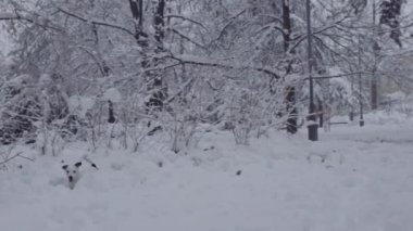 Jack ile oynuyor adam russell terrier köpek kar köpek yavrusu mutlu neşeli 