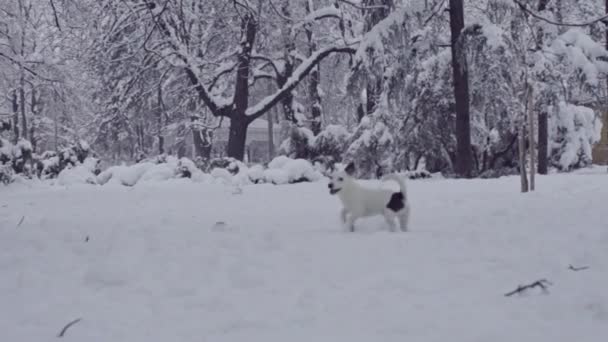 Jack Russell Terrier Pies Gry Śniegu Szczenię Szczęśliwy Wesoły — Wideo stockowe