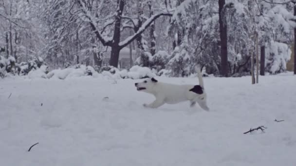 Τζακ Ράσελ Τεριέ Σκύλος Παίζει Στο Χιόνι Κουτάβι Ευτυχισμένη Χαρούμενη — Αρχείο Βίντεο