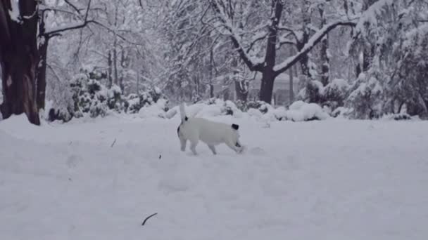 Jack Russell Terrier Hund Leker Snön Valp Glad Glad — Stockvideo