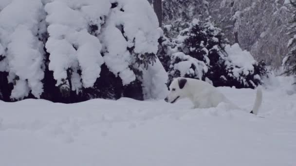 罗素猎狗玩雪小狗快乐开朗 — 图库视频影像