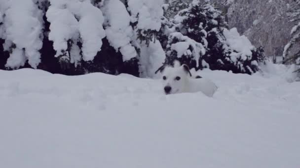 Jack Russell Terrier Dog Playing Snow Puppy Happy Cheerful — стоковое видео