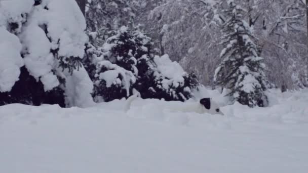 Jack Russell Terrier Perro Jugando Nieve Cachorro Feliz Alegre — Vídeos de Stock