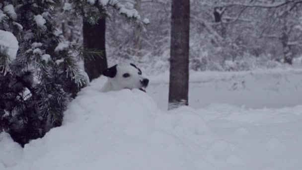 Jack Russell Terrier Câine Joc Zăpadă Catelus Fericit Vesel — Videoclip de stoc