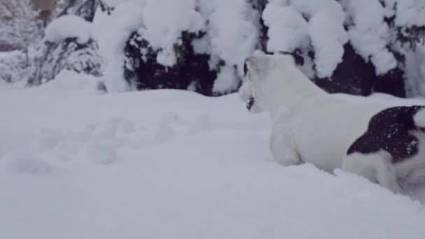 Jack Russell Terrier Perro Jugando Nieve Cachorro Feliz Alegre — Vídeos de Stock