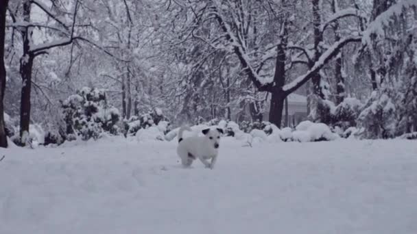 ジャック ラッセル テリア犬が雪子犬幸せに遊んで元気 — ストック動画