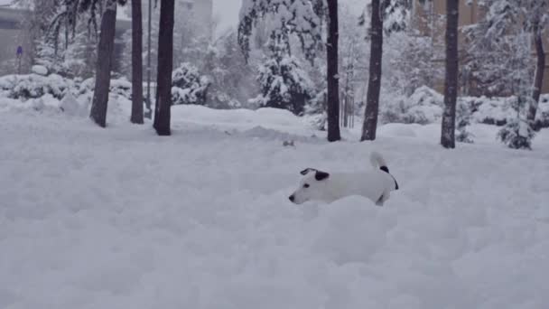ジャック ラッセル テリア犬が雪子犬幸せに遊んで元気 — ストック動画