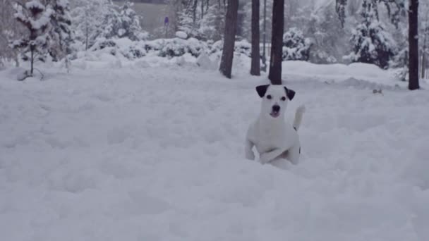 Jack Russell Terrier Hund Spielt Schnee Welpen Glücklich Fröhlich — Stockvideo