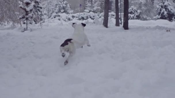 Jack Russell Terrier Cão Brincando Cachorro Neve Feliz Alegre — Vídeo de Stock
