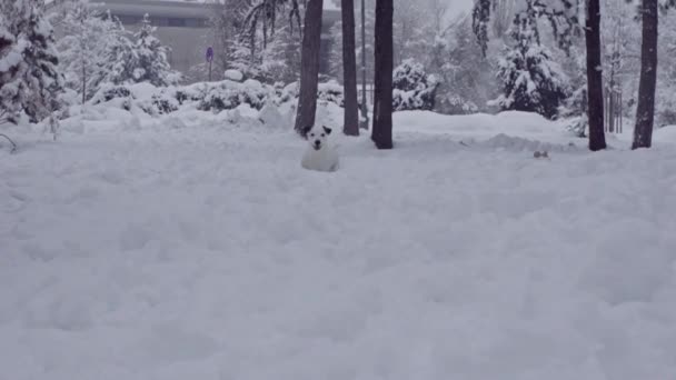 Джек Російський Тер Собака Грає Снігу Цуценя Щасливий Веселий — стокове відео