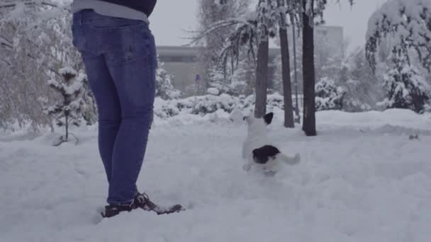 男子玩杰克罗素狗在雪小狗快乐欢快 — 图库视频影像