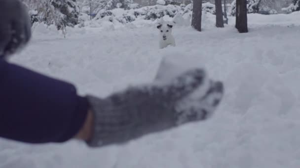 男子玩杰克罗素狗在雪小狗快乐欢快 — 图库视频影像