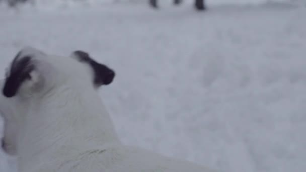 Man Spelen Met Jack Russell Terrier Hond Sneeuw Pup Gelukkig — Stockvideo