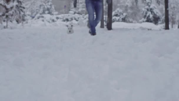 Человек Играющий Джеком Расселом Терьером Снежном Щенке Счастливый Веселый — стоковое видео