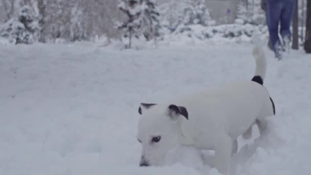 男子玩杰克罗素狗在雪小狗快乐欢快 — 图库视频影像