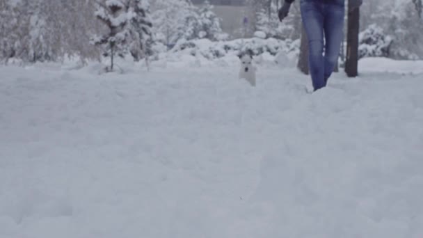 Homem Brincando Com Jack Russell Cão Terrier Cachorro Neve Feliz — Vídeo de Stock